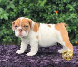 Click sobre la imagen para ampliarla