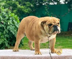 Click sobre la imagen para ampliarla