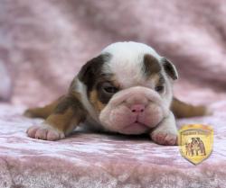 Click sobre la imagen para ampliarla