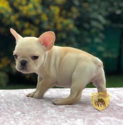 Click sobre la imagen para ampliarla