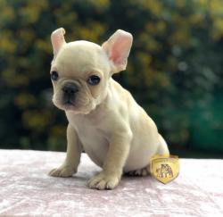 Click sobre la imagen para ampliarla