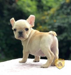 Click sobre la imagen para ampliarla