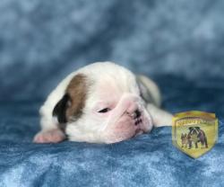 Click sobre la imagen para ampliarla