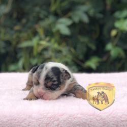 Click sobre la imagen para ampliarla