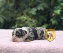 Click sobre la imagen para ampliarla