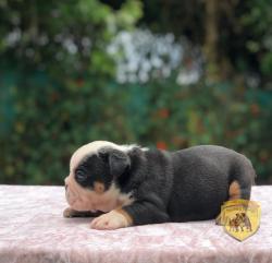 Click sobre la imagen para ampliarla