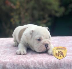 Click sobre la imagen para ampliarla