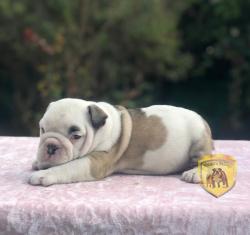 Click sobre la imagen para ampliarla