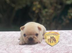 Click sobre la imagen para ampliarla