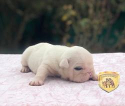 Click sobre la imagen para ampliarla