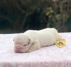 Click sobre la imagen para ampliarla