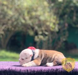 Click sobre la imagen para ampliarla