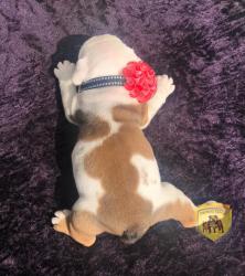 Click sobre la imagen para ampliarla