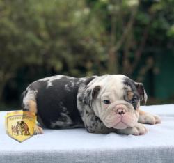 Click sobre la imagen para ampliarla