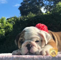 Click sobre la imagen para ampliarla