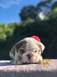 Click sobre la imagen para ampliarla