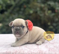 Click sobre la imagen para ampliarla