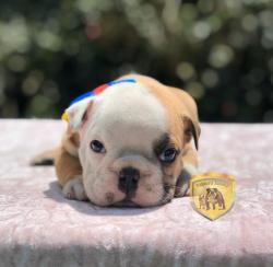 Click sobre la imagen para ampliarla