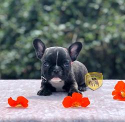 Click sobre la imagen para ampliarla