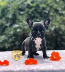 Click sobre la imagen para ampliarla