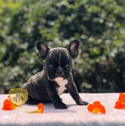 Click sobre la imagen para ampliarla