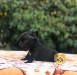 Click sobre la imagen para ampliarla