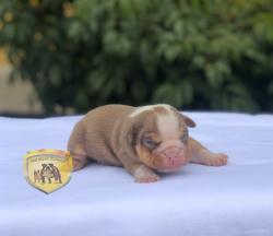 Click sobre la imagen para ampliarla