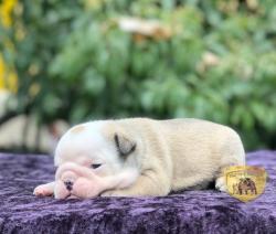 Click sobre la imagen para ampliarla