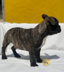 Click sobre la imagen para ampliarla