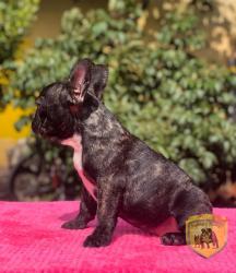 Click sobre la imagen para ampliarla