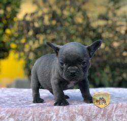 Click sobre la imagen para ampliarla