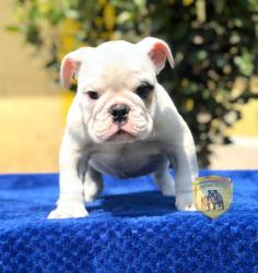 Click sobre la imagen para ampliarla