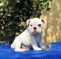 Click sobre la imagen para ampliarla