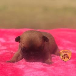 Click sobre la imagen para ampliarla