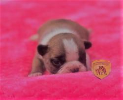 Click sobre la imagen para ampliarla