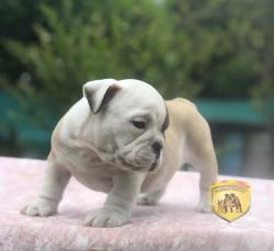 Click sobre la imagen para ampliarla