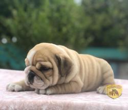 Click sobre la imagen para ampliarla