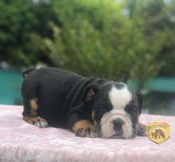 Click sobre la imagen para ampliarla