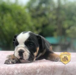 Click sobre la imagen para ampliarla