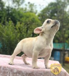 Click sobre la imagen para ampliarla