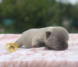 Click sobre la imagen para ampliarla