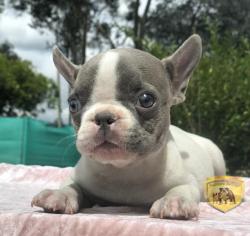 Click sobre la imagen para ampliarla