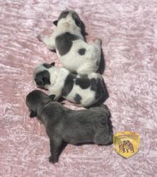 Click sobre la imagen para ampliarla