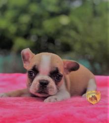 Click sobre la imagen para ampliarla