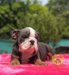 Click sobre la imagen para ampliarla