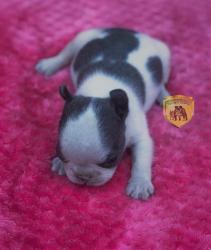 Click sobre la imagen para ampliarla