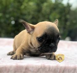 Click sobre la imagen para ampliarla