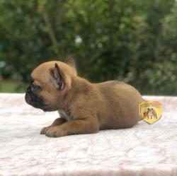 Click sobre la imagen para ampliarla