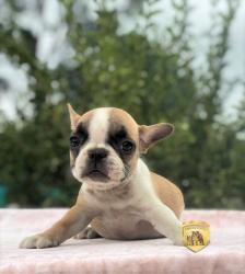 Click sobre la imagen para ampliarla