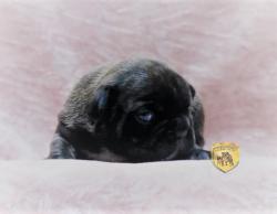 Click sobre la imagen para ampliarla